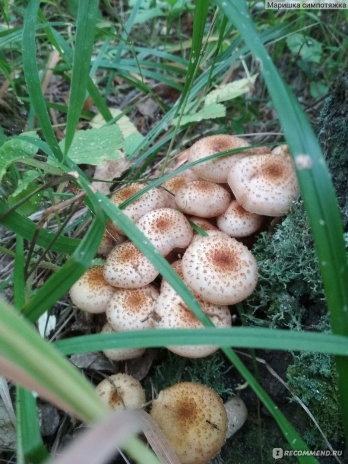 Гриб опенок