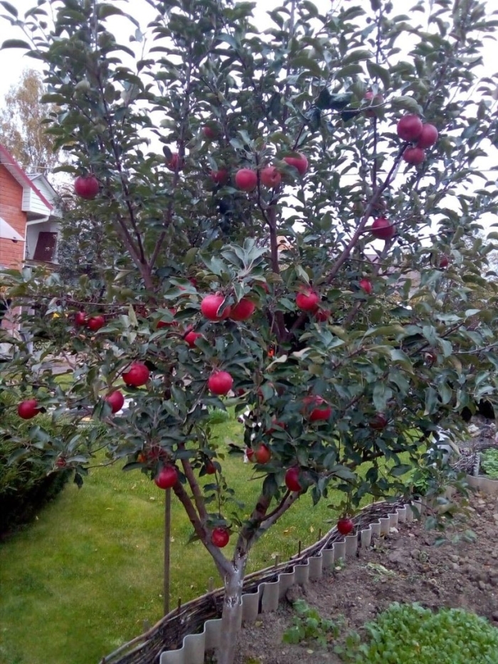 Яблоня полукультурка аленушка