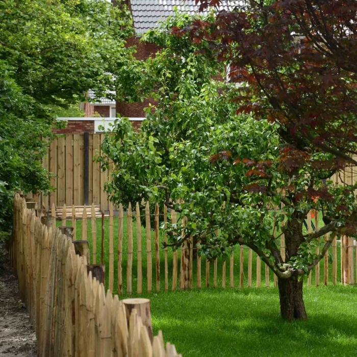 Павлония живая изгородь