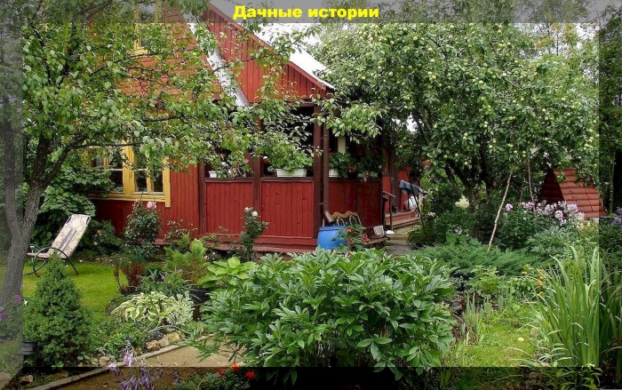 Сад с плодовыми деревьями и кустарниками