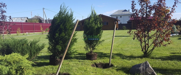 Плодовые кустарники на участке