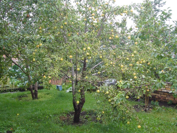 Груша яковлевская