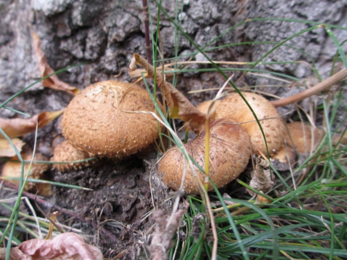 Гриб чешуйчатка обыкновенная pholiota squarrosa