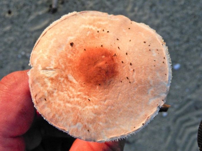 Lactarius torminosus – волнушка