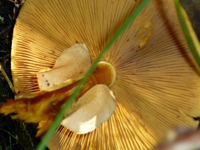 Чешуйчатка золотистая pholiota aurivella