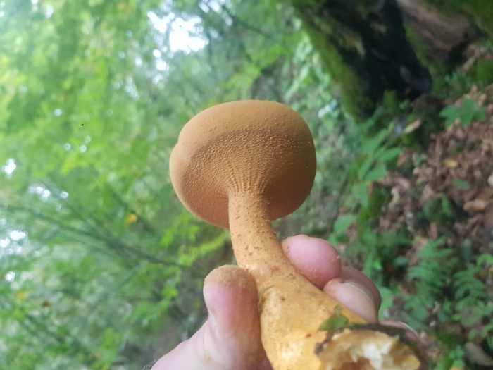 Феолепиота золотистая гриб