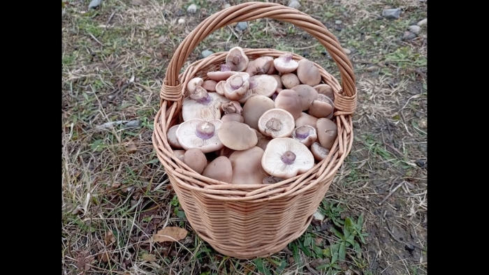 Корзина грибов