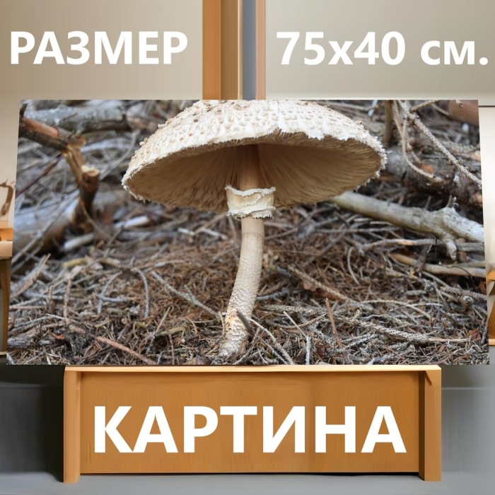 Гриб зонтик пестрый