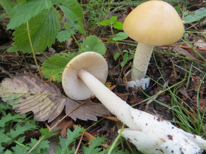 Поплавок желтеющий amanita flavescens