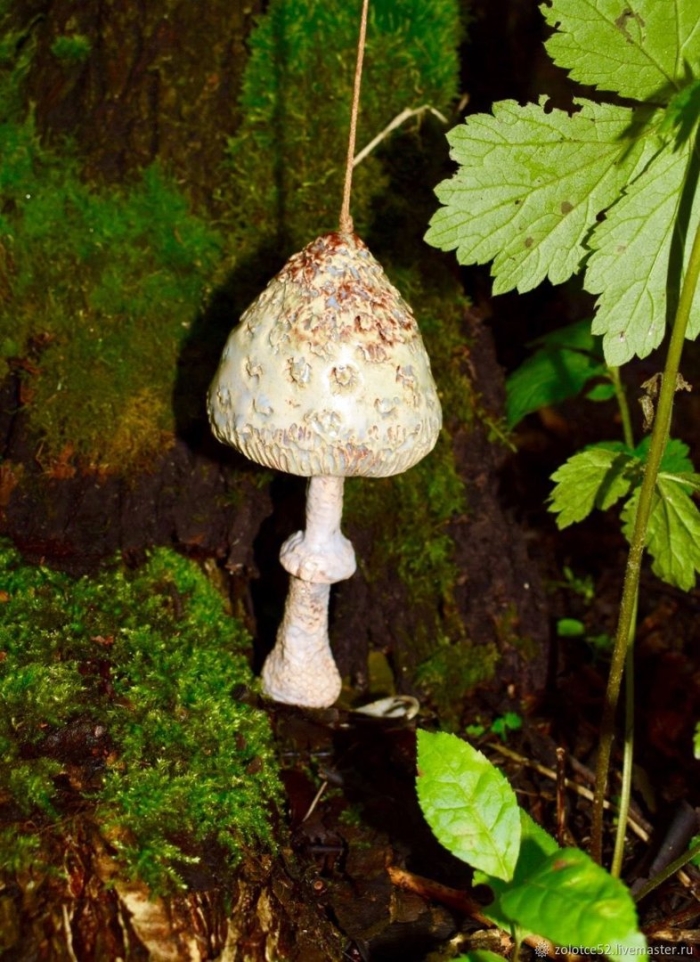 Гриб зонтик поганка