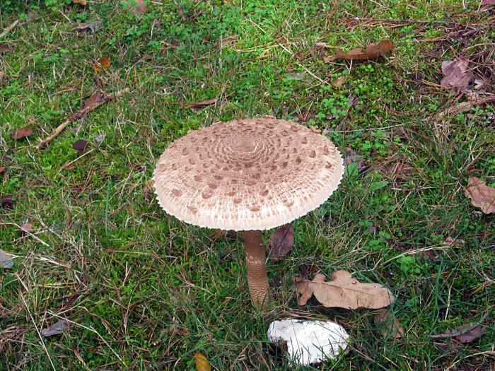 Гриб зонтик девичий macrolepiota puellaris