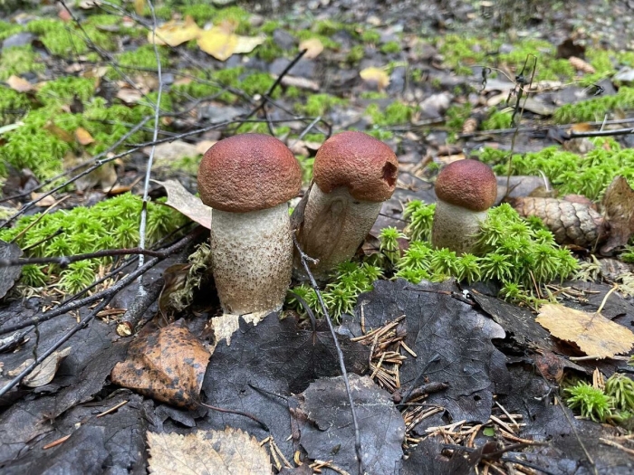 Грибы подосиновики и подберезовики