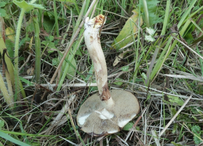 Suillus aeruginascens