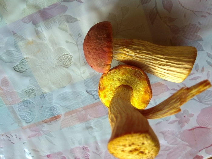 Боровик золотистый aureoboletus projectellus