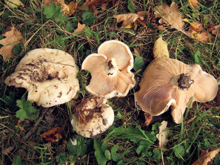 Осиновый груздь lactarius controversus
