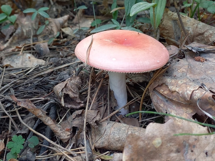 Сыроежка мэйра