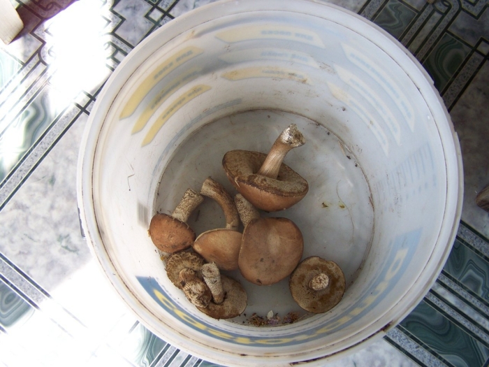 Гриб подберезовик