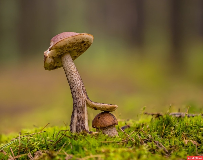 Веселые грибы