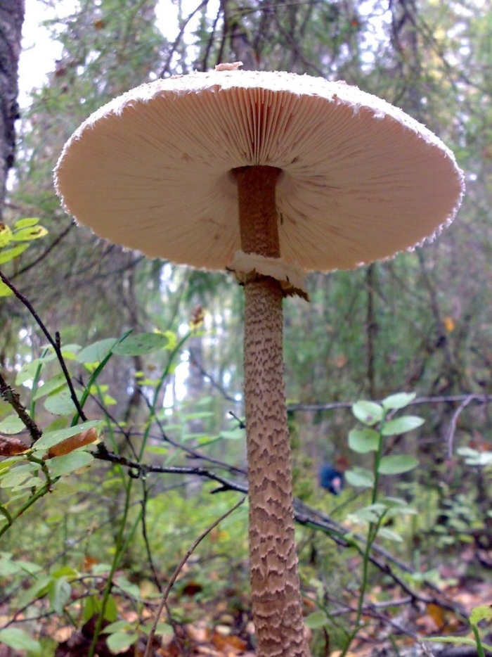 Зонтик пёстрый macrolepiota procera