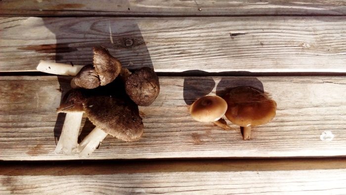 Рядовка чешуйчатая tricholoma imbricatum