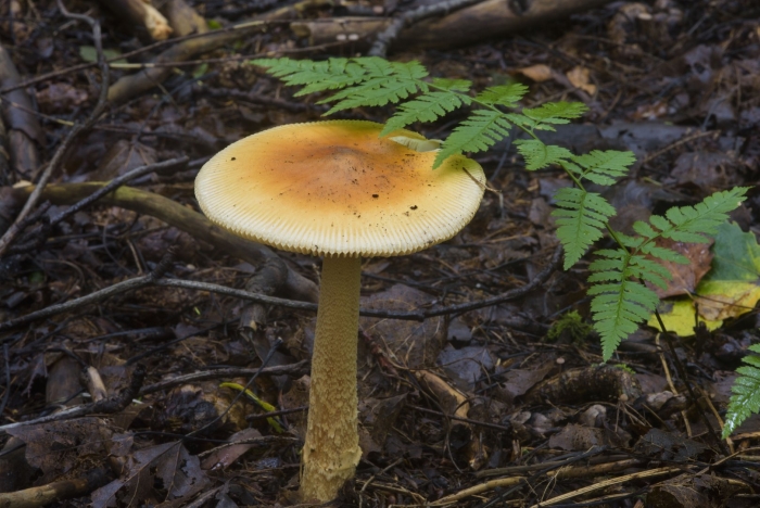 Поплавок жёлто коричневый amanita fulva