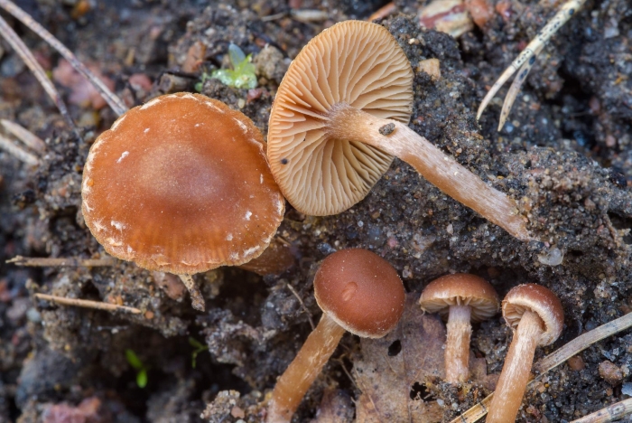 Галерина окаймленная