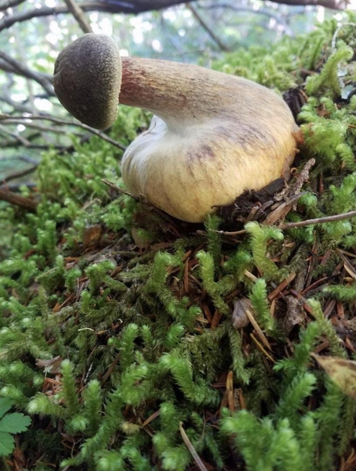 Гриб филотис