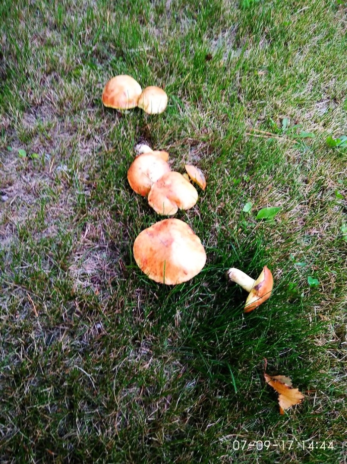 Поганки маслята