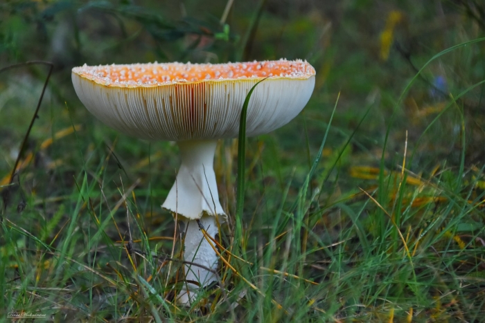 Гриб поганка оранжевая