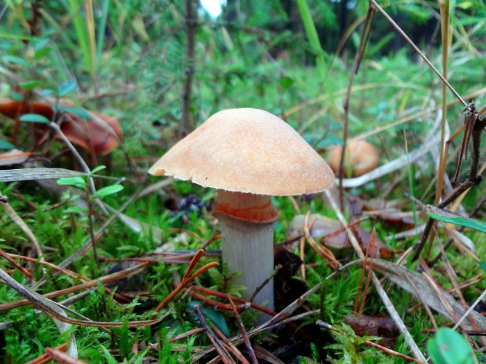 Паутинник браслетчатый