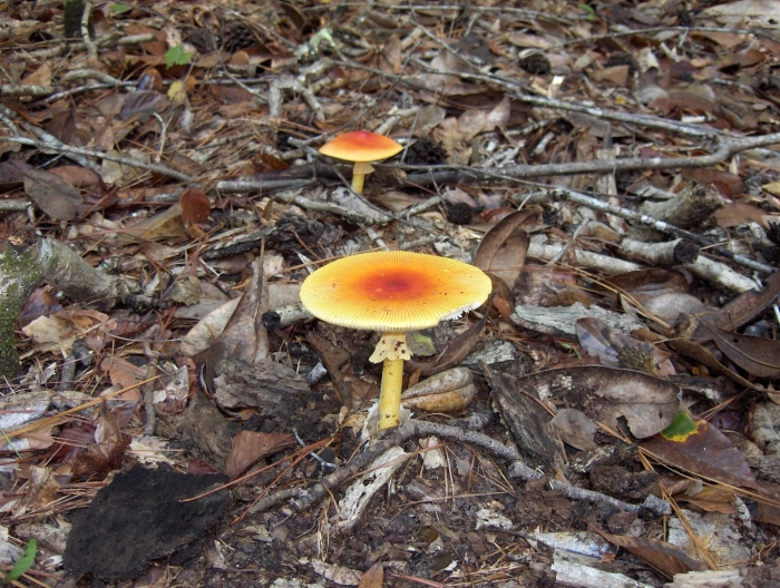 Amanita jacksonii (американский гриб цезаря)