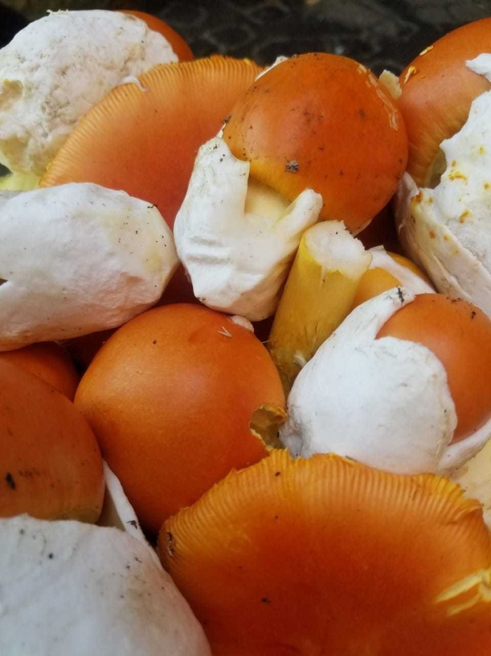 Цезарский гриб