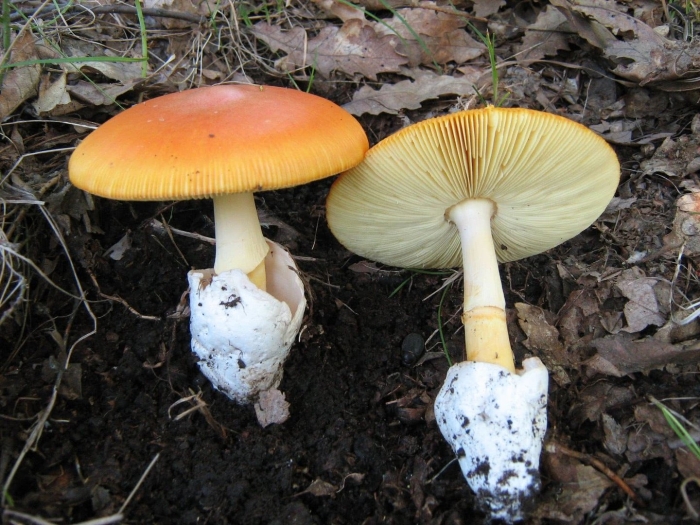 Amanita caesarea