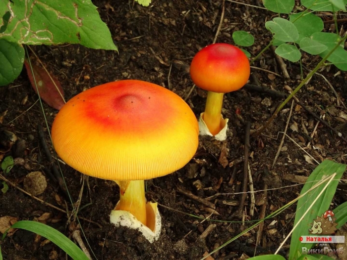 Amanita jacksonii (американский гриб цезаря)