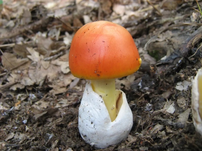 Съедобные гриб