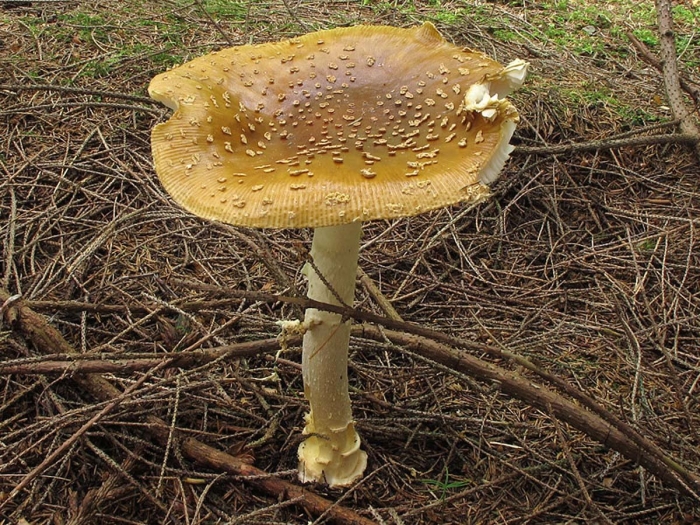 Аманита регалис