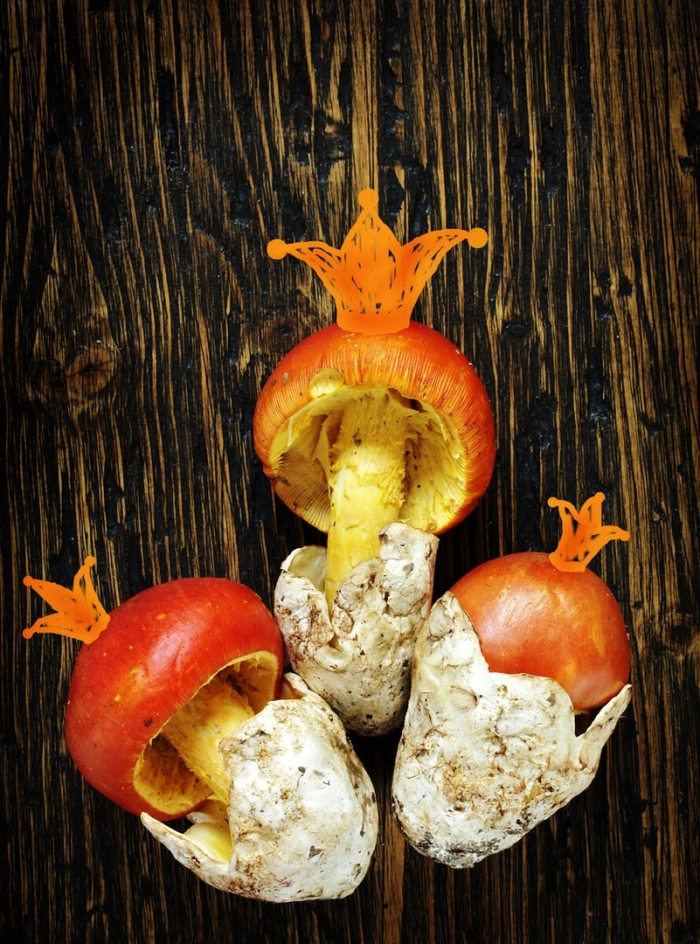 Гриб царский цезарский