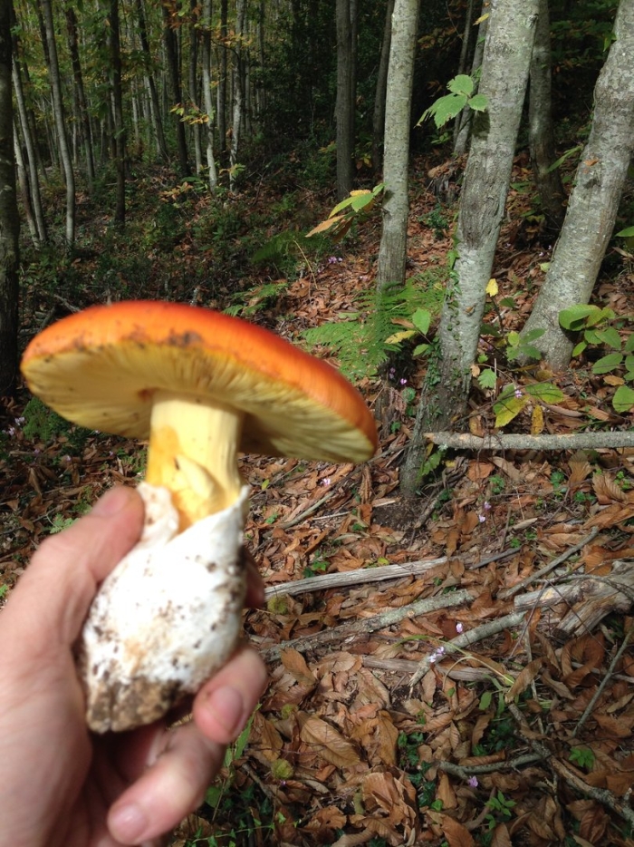 Царский гриб приморский край