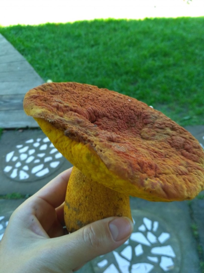 Гриб ильмак дальневосточный