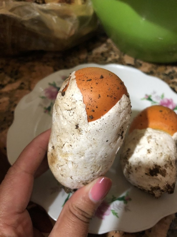 Цезарский мухомор