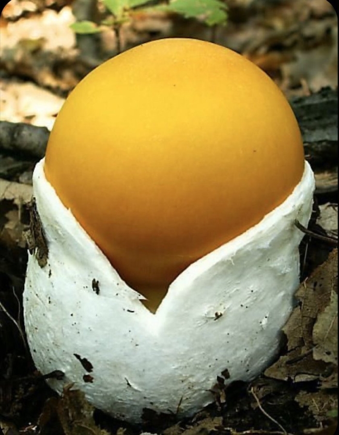 Мухомор цезарский