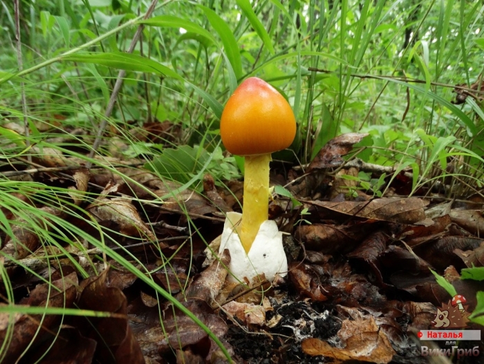 Amanita caesareoides