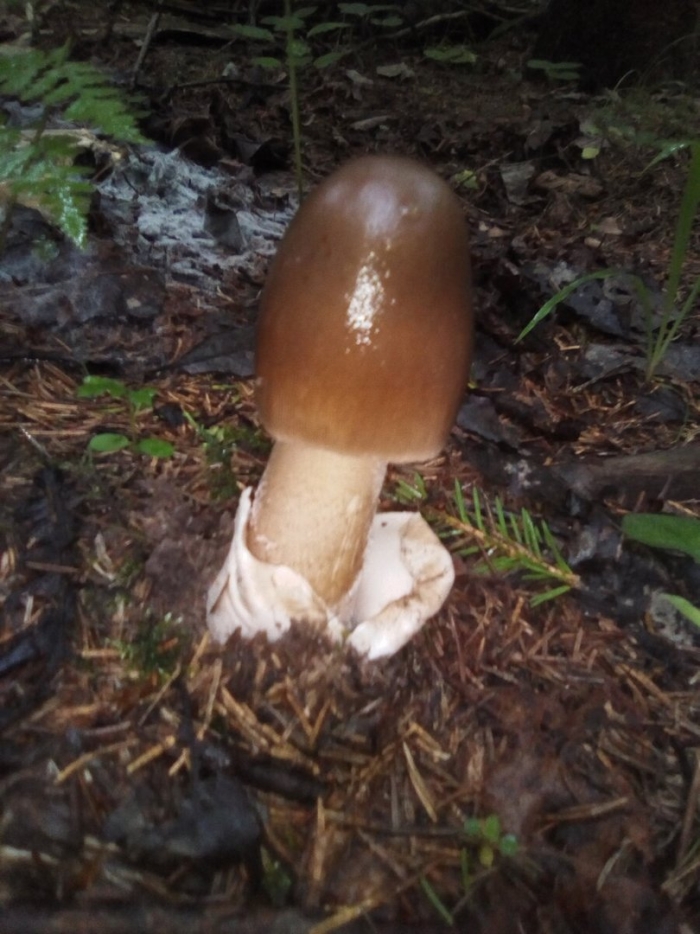 Весёлка обыкновенная грибы