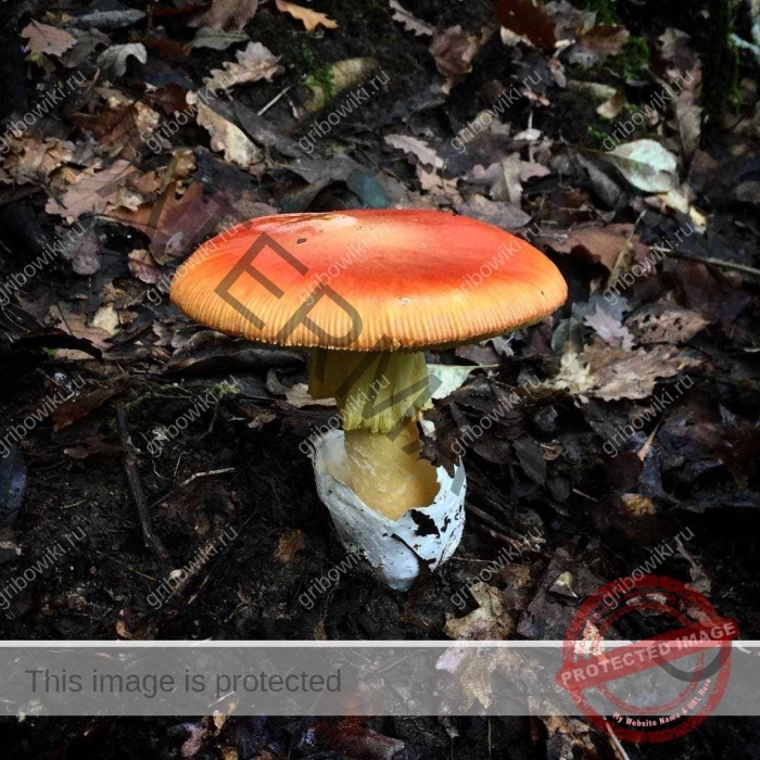 Цезарский гриб