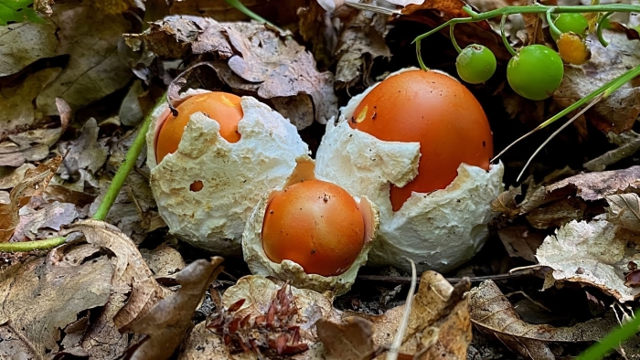 Царский гриб приморский