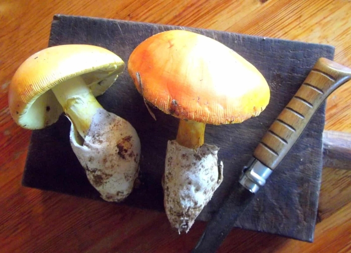 Цезарский мухомор