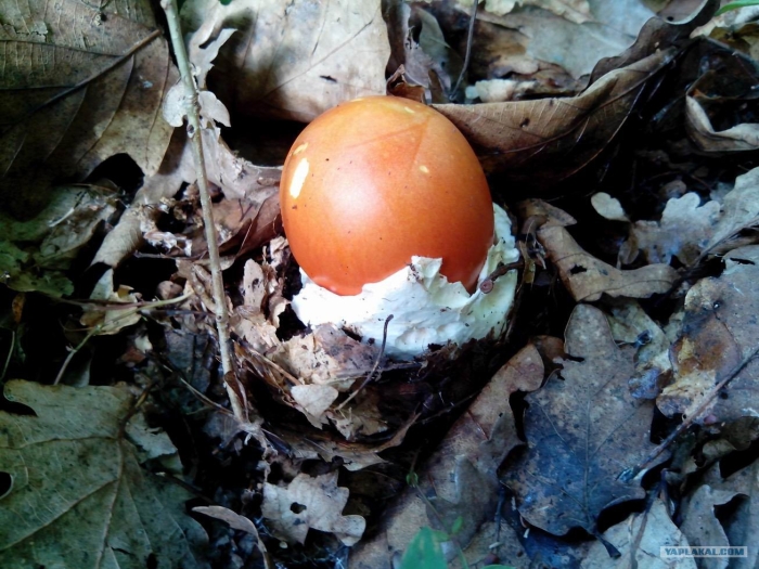 Цезарский гриб дальневосточный