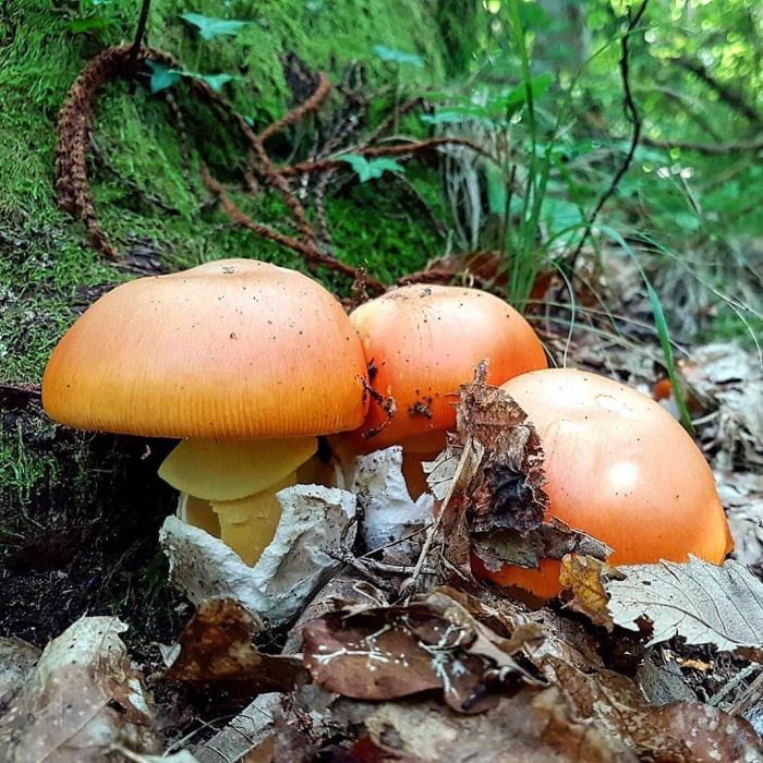 Кесарев гриб дальневосточный