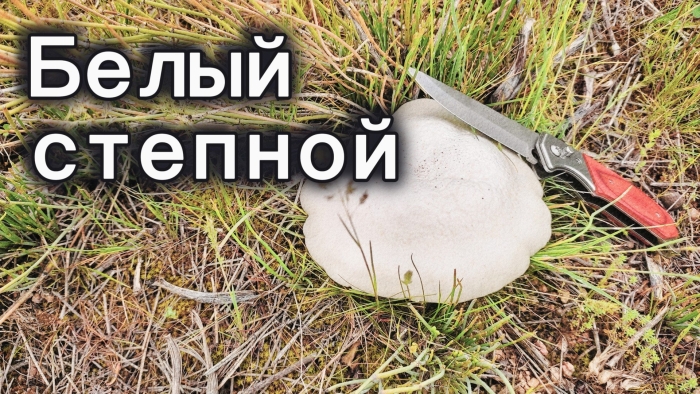 Белый степной гриб