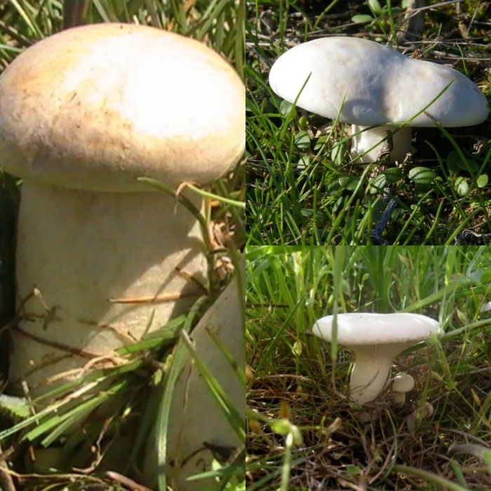 Степной белый гриб